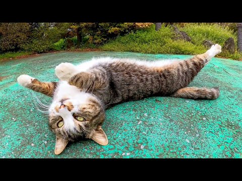 ゴロンゴロン転がる猫、時々ビシッと止まって見せてポーズを決めるのがカワイイ(YouTube)