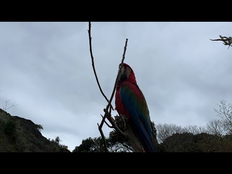 動物園お散歩ライブ(YouTube)