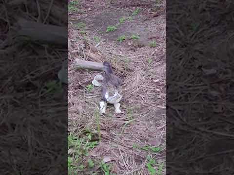 「俺を勝手に○○すんじゃねー！」by野良猫ボス吉 #Shorts(YouTube)
