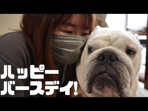 手の平サイズでお迎えした我が家の愛犬が4歳の誕生日を迎えたので、過去一難ありなプレゼントでお祝いしました！(YouTube)