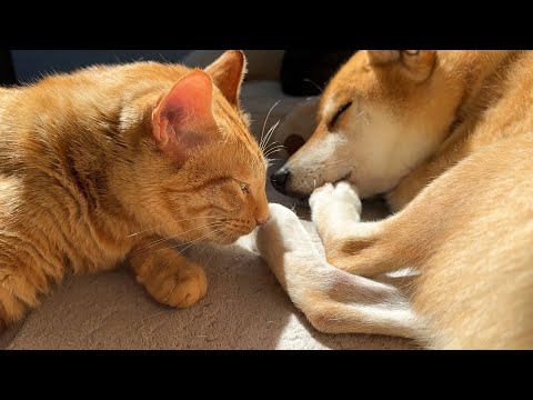 まだまだ寒い季節だけど猫の体温とポカポカ太陽の暖かさで溶けていく柴犬と猫たちが気持ちよさそう…(YouTube)