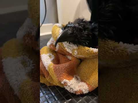 シャワーしているのがまさかカラス！？(YouTube)