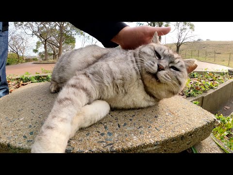 大理石柄の猫がコンクリートの上で擬態を使ってリラックスする(YouTube)
