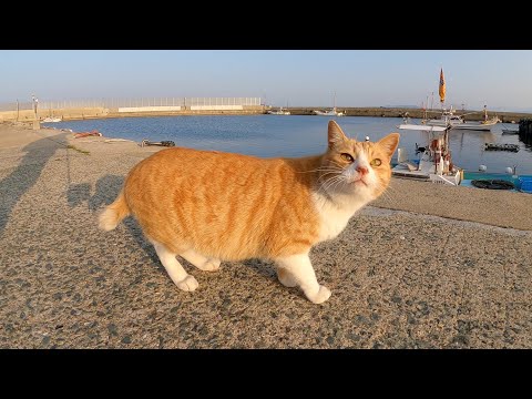 漁港ですれ違った茶シロ猫ちゃんがナデナデを要求してきた(YouTube)