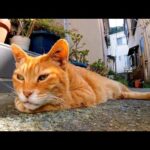 山の上の神社に行く道の中腹で猫が寝ているのを見掛けたのでナデナデしてきた(YouTube)