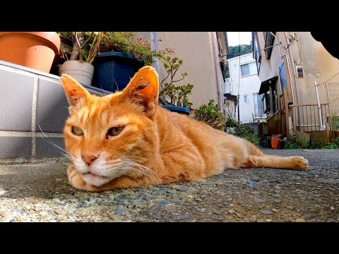 山の上の神社に行く道の中腹で猫が寝ているのを見掛けたのでナデナデしてきた(YouTube)