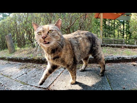 サビ猫が可愛い声でおしゃべりしながら山道を散歩する(YouTube)