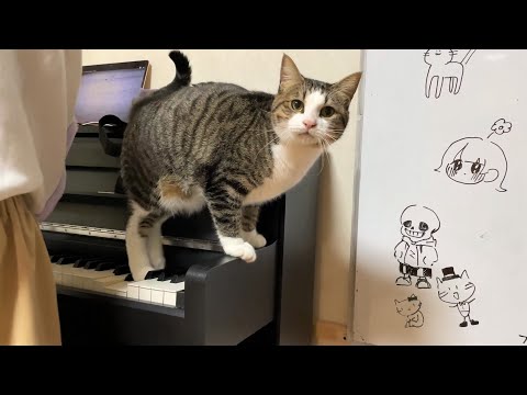 娘がピアノを弾きはじめるとやりたい放題モードになる猫(YouTube)
