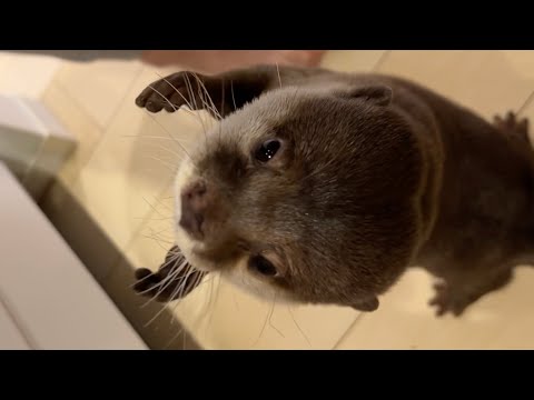 いちごを欲しがりすぎるカワウソがずっとくっついてきます… otter that wants strawberries too much keeps on sticking to me…(YouTube)