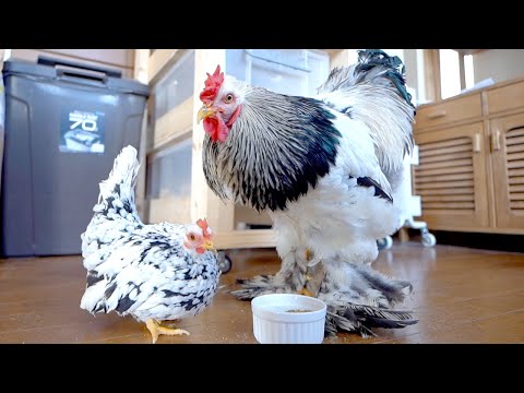 【どっちも大人】大小の差が激しすぎるニワトリ(YouTube)