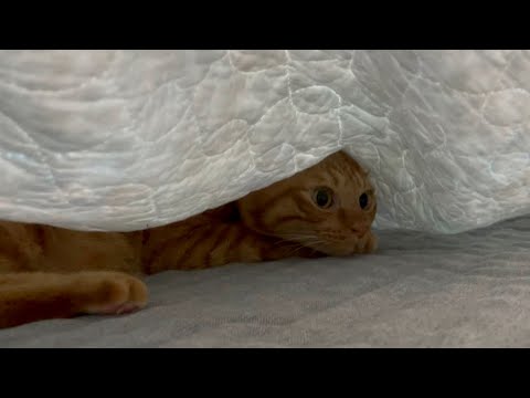 潰したい猫と潰されたい猫の戦い。(YouTube)