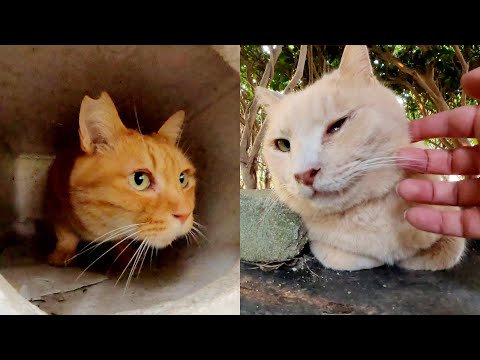 お引っ越しした濃淡茶トラ猫コンビの新居を訪問してみた(YouTube)