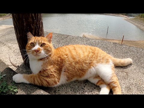 ダムのほとりをお散歩していた茶シロ猫ちゃんをナデナデする(YouTube)