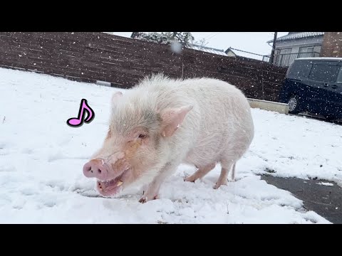 雪の日の動物達のテンションの差がおもしろすぎた(YouTube)