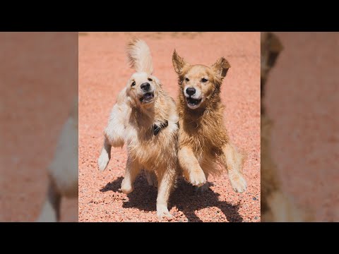 今後の動画についてのご報告や雑談(YouTube)