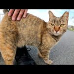 人懐っこいムギワラ猫が足にスリスリして甘えてきた(YouTube)
