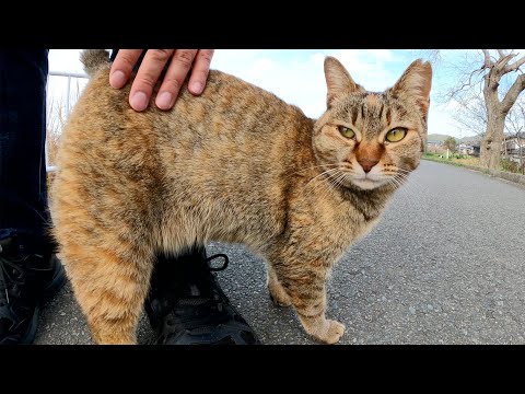 人懐っこいムギワラ猫が足にスリスリして甘えてきた(YouTube)