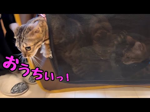 開けるまで待てないほど4日ぶりの家が嬉しい猫さん(YouTube)
