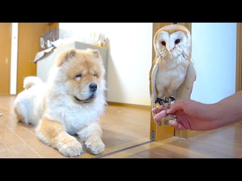 フクロウの水浴びを見守る飼い主とチャウチャウ犬(YouTube)