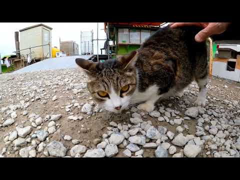 川辺の舟乗り場にいた猫をナデナデしてきた(YouTube)