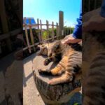 撫でると立ち上がって喜ぶ猫(YouTube)