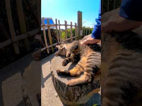 撫でると立ち上がって喜ぶ猫(YouTube)