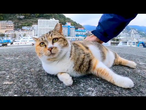 漁港にいた三毛猫ちゃん、ちょっと警戒しています(YouTube)