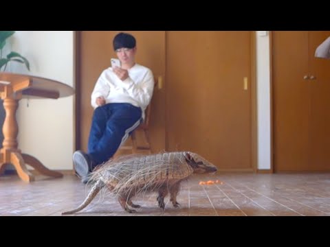 アルマジロを部屋んぽさせるととにかくかわいい(YouTube)