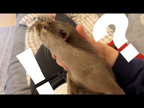 好物すぎるジャーキーを片付けられることに焦るカワウソの抵抗 otter resistance to having its too-favorite jerky put away.(YouTube)
