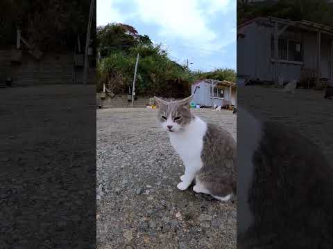 漁港の駐車場の猫(YouTube)