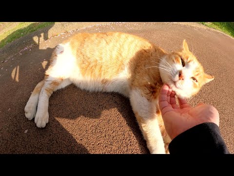 茶シロ猫が坂道をトコトコと下ってきて人間の前でゴロンと寝転がる(YouTube)