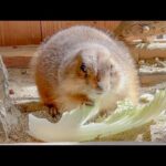 口いっぱい頬張るふわふわの生き物が可愛すぎる(YouTube)