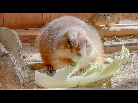 口いっぱい頬張るふわふわの生き物が可愛すぎる(YouTube)