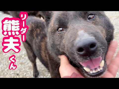 １０頭１０色そろそろリーダー決まりそうです⁉️繁殖地獄から来た甲斐犬達(YouTube)