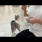 飼い主が自分の猫缶を食べてたときの猫の反応がかわいすぎたwww(YouTube)