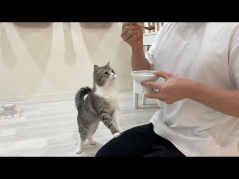 飼い主が自分の猫缶を食べてたときの猫の反応がかわいすぎたwww(YouTube)