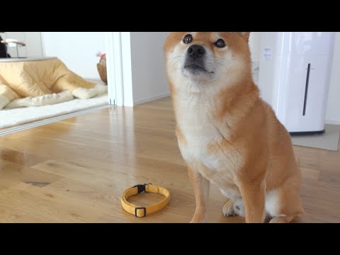 外出を伝えるも珍しく反応がない柴犬、その後まさかの行動に。(YouTube)