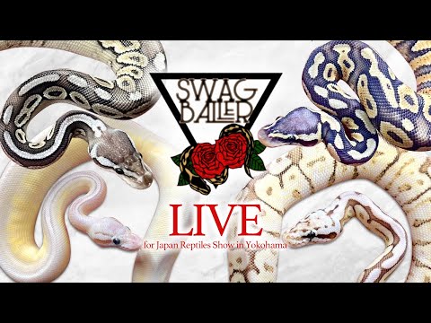 SWAG Baller浜レプ出品生体を見る会(YouTube)