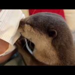 飼い主がマスクをしている時のカワウソの反応が激しかった！？ otter’s reaction to his owner wearing a mask was intense!(YouTube)