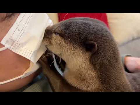 飼い主がマスクをしている時のカワウソの反応が激しかった！？ otter’s reaction to his owner wearing a mask was intense!(YouTube)