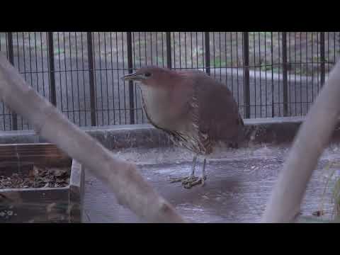 ミゾゴイ（オス）の鳴き声：井の頭自然文化園(YouTube)