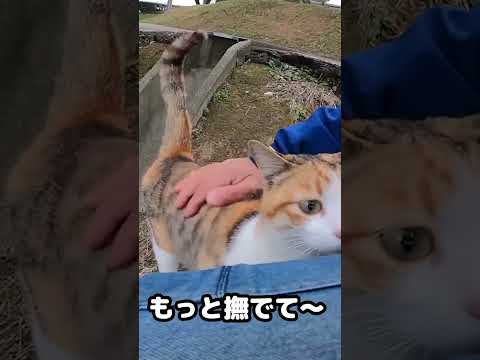 三毛猫の散歩に付いていってみたら、、、 #shorts(YouTube)