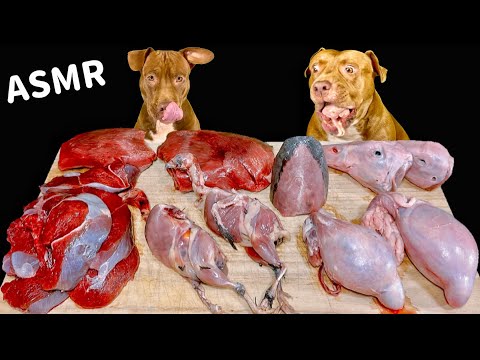 【閲覧注意ASMR】入手困難な食材を豪快に食べるピットブルがワイルドすぎる(YouTube)