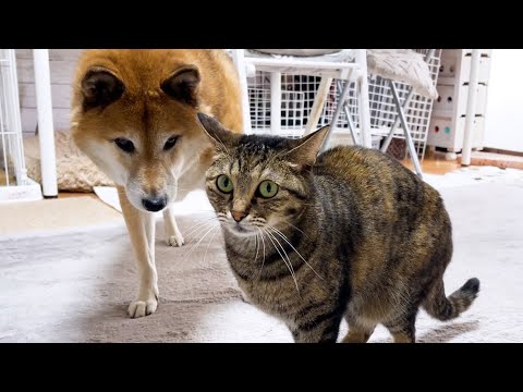 猫たちをいつも遠くから見守る柴犬が触れ合おうと頑張るもやっぱりこうなりました笑(YouTube)