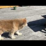 暖かくなってきたので大吉くんはウッドデッキで過ごして貰う事にしました(YouTube)