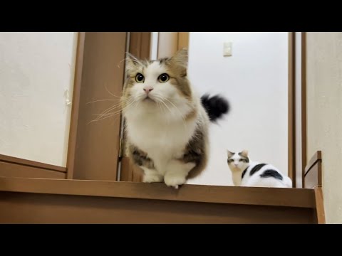「オヤジについて行くと何か良いことありそう」と思っている猫(YouTube)