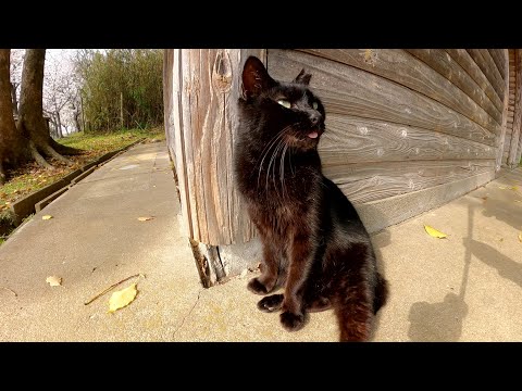 猫をサボって桜を眺める黒猫(YouTube)