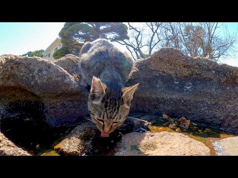 お寺に行くとノンビリ猫が居て癒やされる(YouTube)