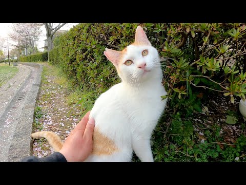 手を出すと噛みついてくる茶シロ猫が渋々モフりを受け入れてくれた(YouTube)