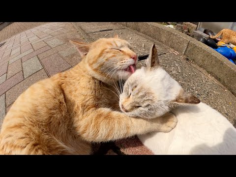 小さなシャム猫と遊んでいたら茶トラお兄ちゃんが乱入してきた(YouTube)